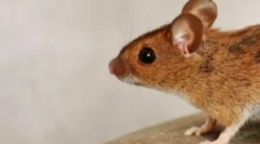 Борба против глувчето на таванот на истегнување